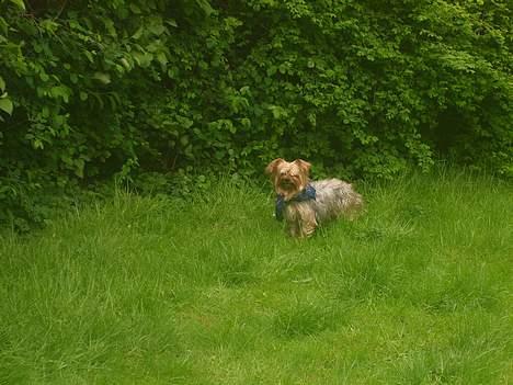 Yorkshire terrier Miss Mille billede 17
