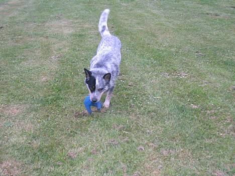 Australsk cattledog Pargus - Apportering af fundet arbejdshanske - den var lidt ulækker at have i munden billede 7