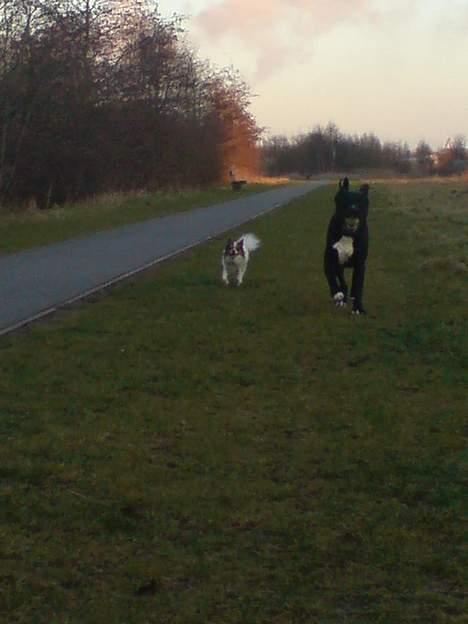 Blanding af racer Morpheus  +R.I.P+ billede 14