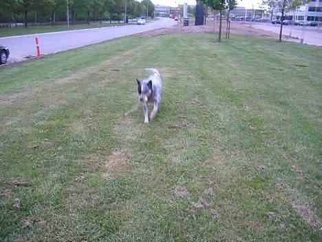 Australsk cattledog Pargus - Endelig - boldleg billede 8