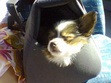 Papillon Elvis billede 13