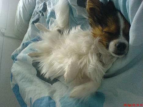 Papillon Elvis billede 14