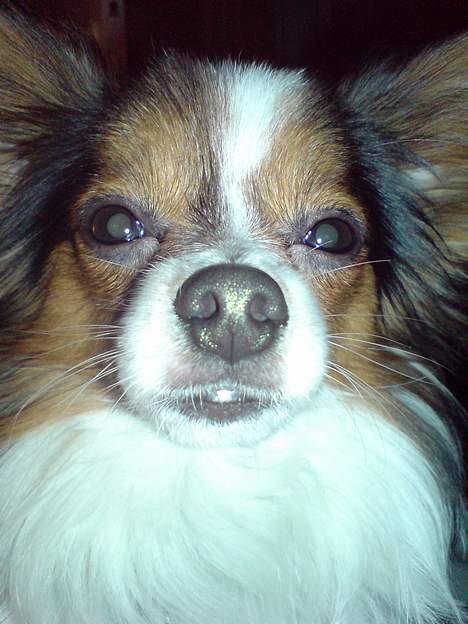 Papillon Elvis billede 15