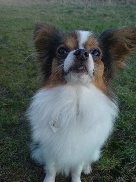 Papillon Elvis billede 16