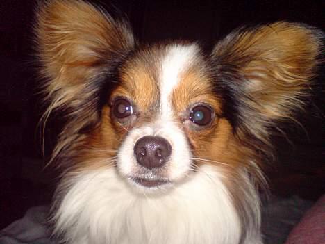 Papillon Elvis billede 17