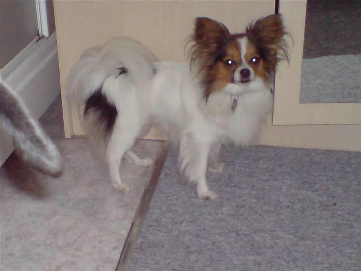 Papillon Elvis billede 18