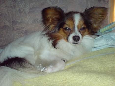 Papillon Elvis billede 19