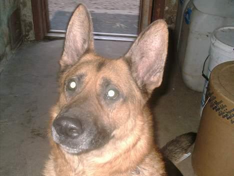 Schæferhund rex billede 14