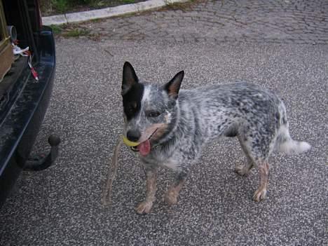 Australsk cattledog Pargus - Vi tager bolden med hjem. billede 9