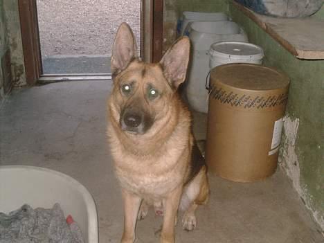 Schæferhund rex billede 15