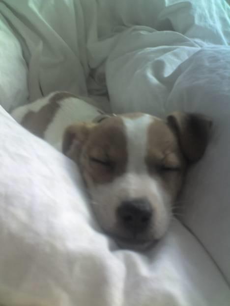 Jack russell terrier Bandit - Seje Bandit med mors tørklæde billede 18