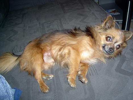 Chihuahua Nikki 1999-2007 billede 5