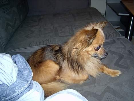 Chihuahua Nikki 1999-2007 billede 6