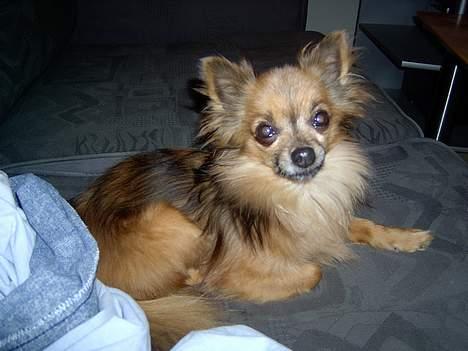 Chihuahua Nikki 1999-2007 billede 7