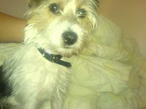 Parson russell terrier Freya - Hvad kigger du på!? billede 9