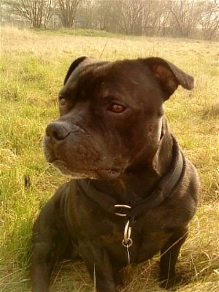 Staffordshire bull terrier Cani billede 15