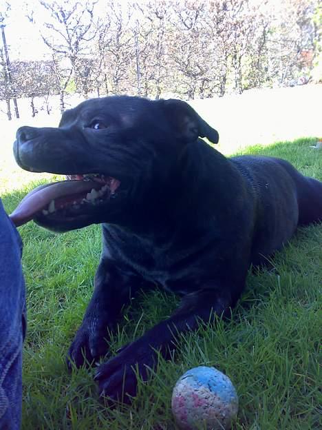 Staffordshire bull terrier Cani billede 16