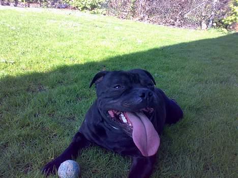 Staffordshire bull terrier Cani billede 17