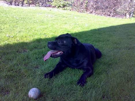 Staffordshire bull terrier Cani billede 18