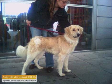 Blanding af racer Buck (Bugsy) - Hmmmm...hvor er jeg NU henne billede 1