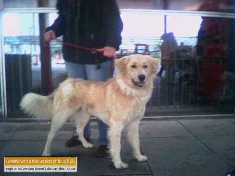 Blanding af racer Buck (Bugsy) - Danmark er MEEEGET spændende billede 2