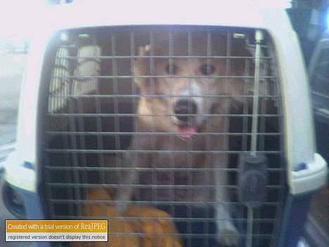 Blanding af racer Buck (Bugsy) - Dagen hvor Buck ankommer til Kastrup fra Athen billede 3