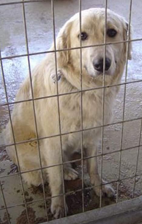 Blanding af racer Buck (Bugsy) - Buck på internatet i Grækenland....DER skulle han bare ikke sidde :-) billede 4