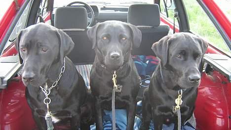 Blanding af racer Bella billede 5