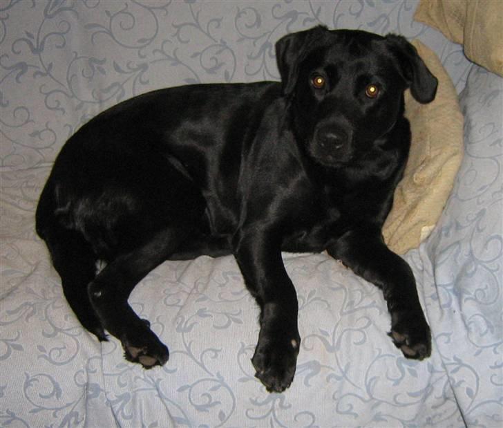 Blanding af racer Bella billede 6