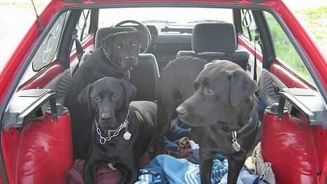 Blanding af racer Axel - Bella, Axel & Tjalfe klar til en luftetur.  billede 17