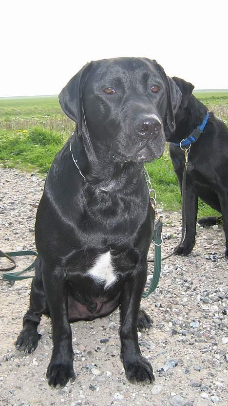 Blanding af racer Axel - Mhh hvad skuer mit øje... en lille fasan?? ;o) billede 18