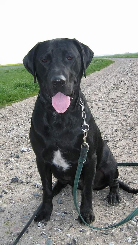 Blanding af racer Axel - Vand!!!!  billede 19