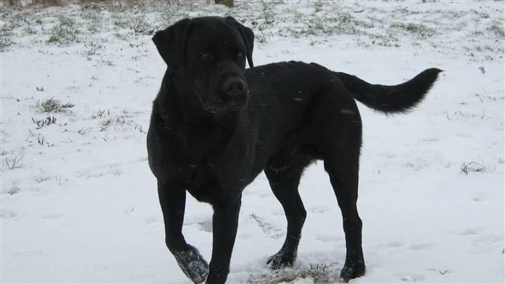 Labrador retriever Tjalfe billede 18