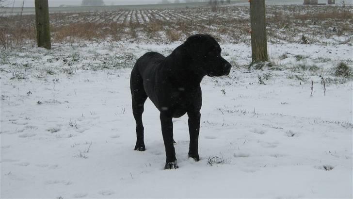 Labrador retriever Tjalfe - Det her er bare for fedt!  billede 19