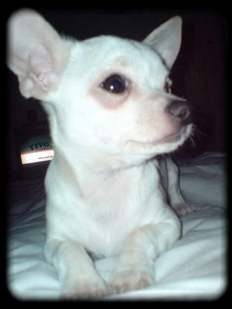 Chihuahua Bailey billede 2