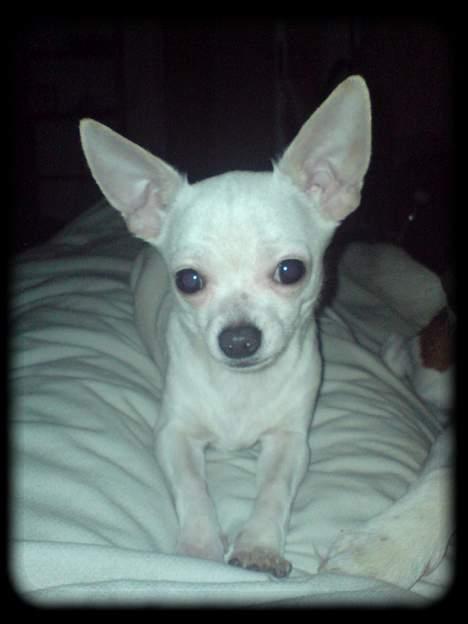 Chihuahua Bailey billede 3