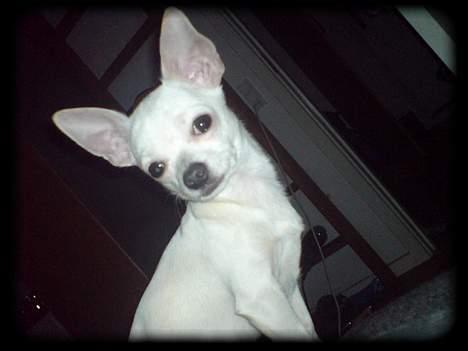 Chihuahua Bailey billede 4