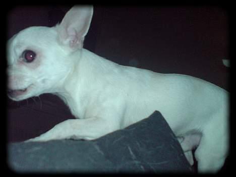 Chihuahua Bailey billede 5