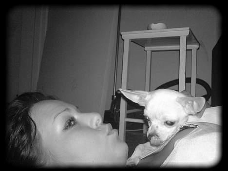 Chihuahua Bailey billede 6