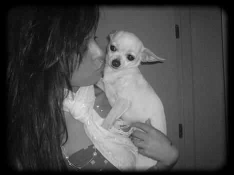 Chihuahua Bailey billede 7