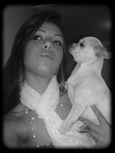 Chihuahua Bailey billede 8