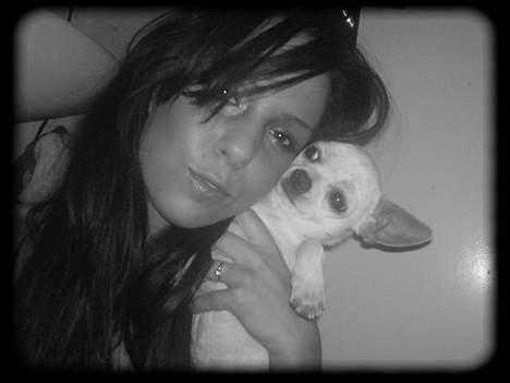 Chihuahua Bailey billede 9