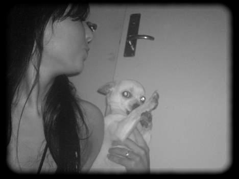 Chihuahua Bailey billede 10