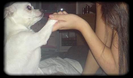 Chihuahua Bailey billede 11