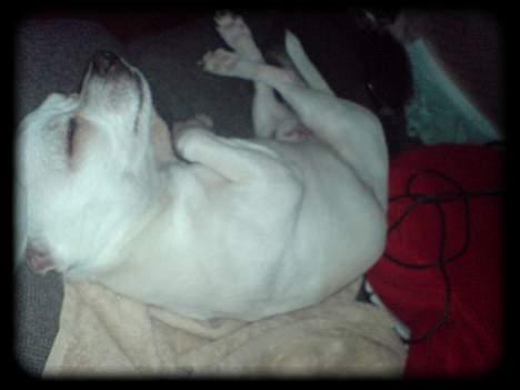 Chihuahua Bailey billede 14