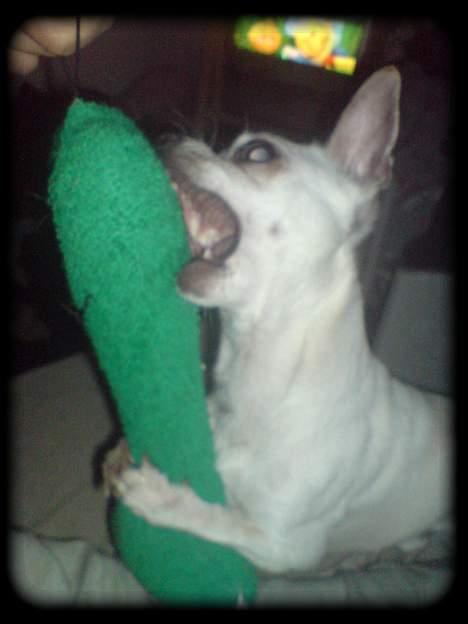 Chihuahua Bailey billede 15