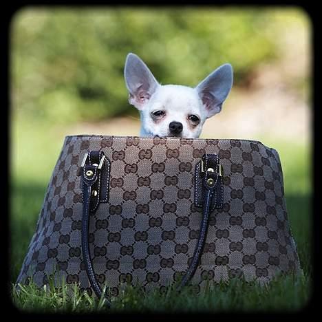 Chihuahua Bailey billede 16