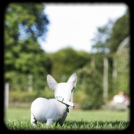 Chihuahua Bailey billede 17