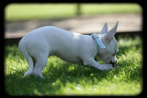 Chihuahua Bailey billede 19