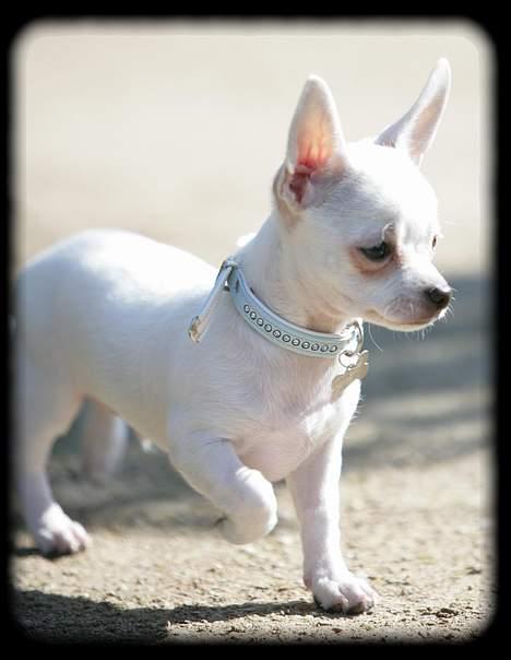 Chihuahua Bailey billede 20